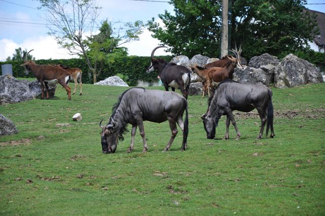 min 2013 07 06 beauval 086